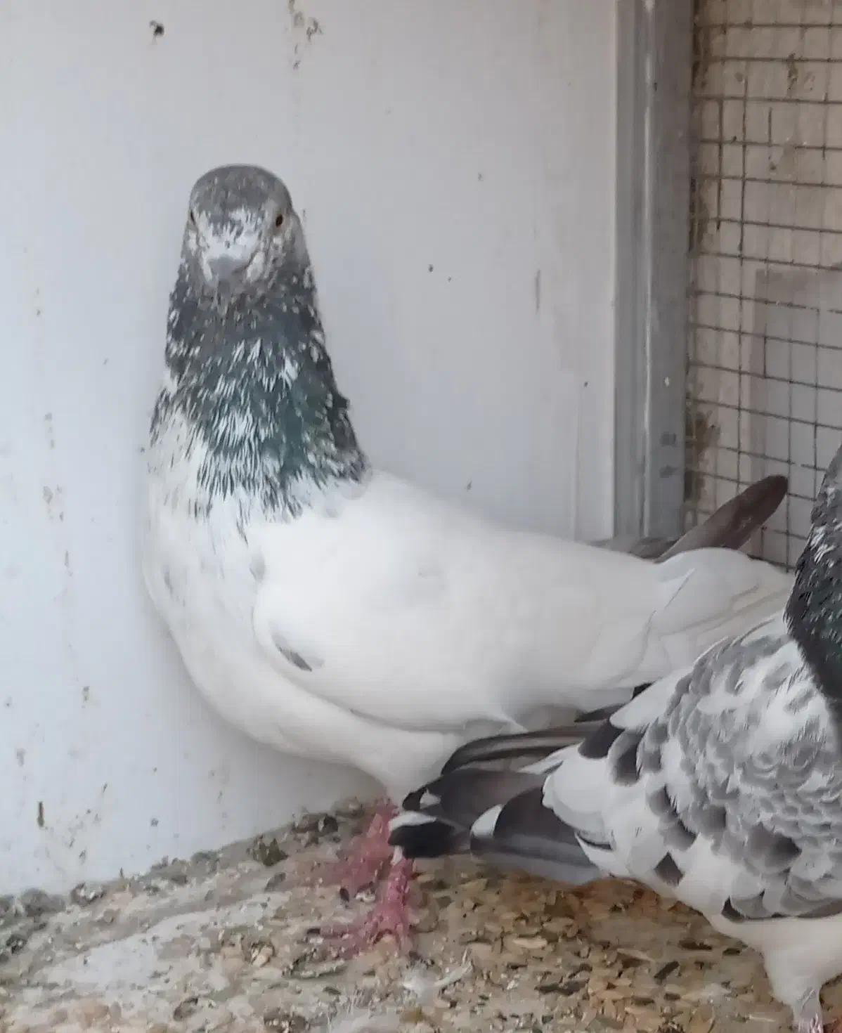 کفتر پرشتی|پرنده|میناب, |دیوار