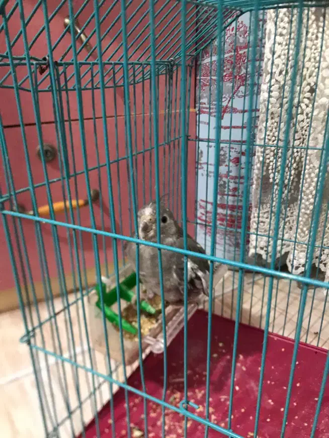 طوطی با قفس|پرنده|رشت, سعدی (تختی)|دیوار