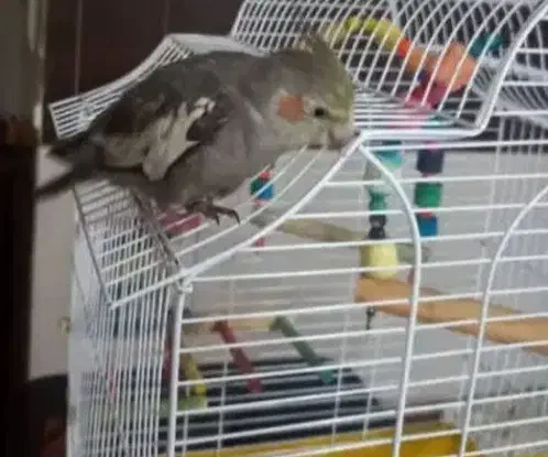 طوطی گمشده|حیوانات|بهبهان, |دیوار