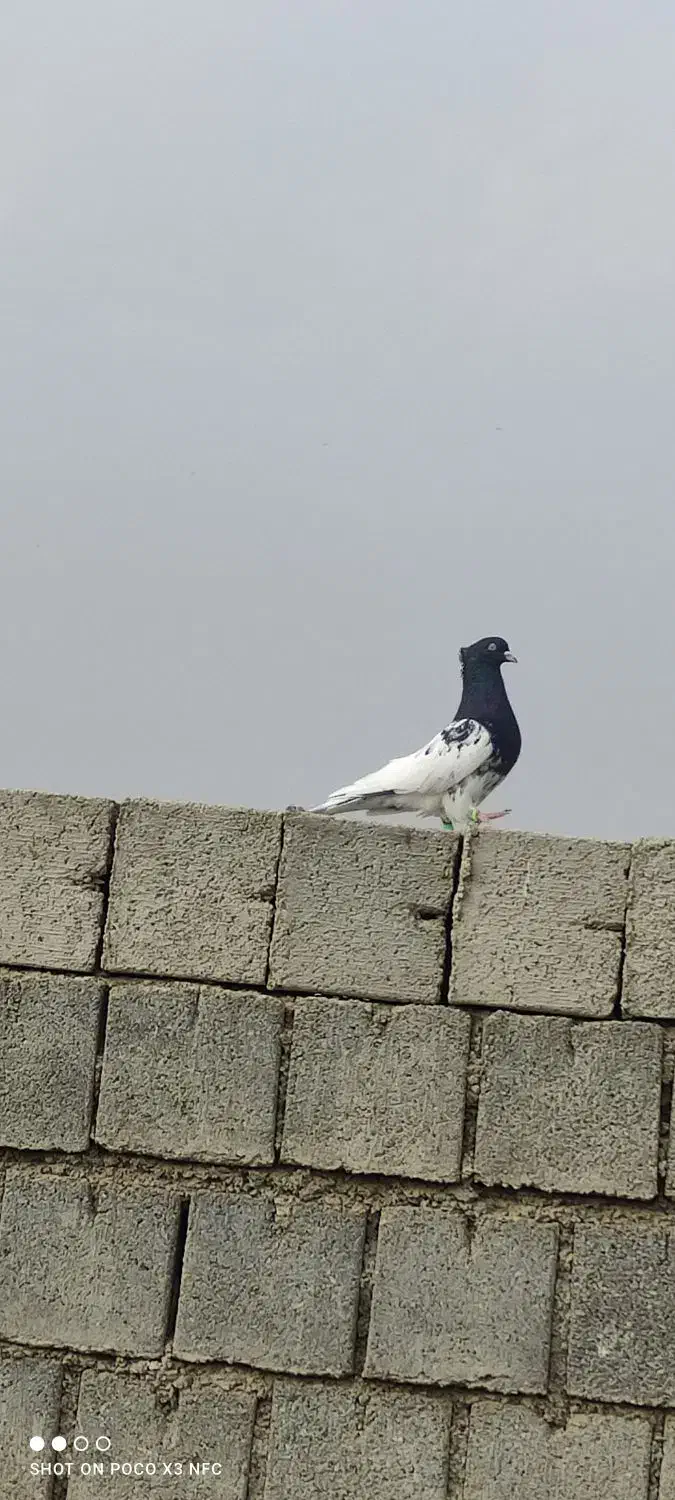 کله ای نر جلد|پرنده|شوشتر, |دیوار