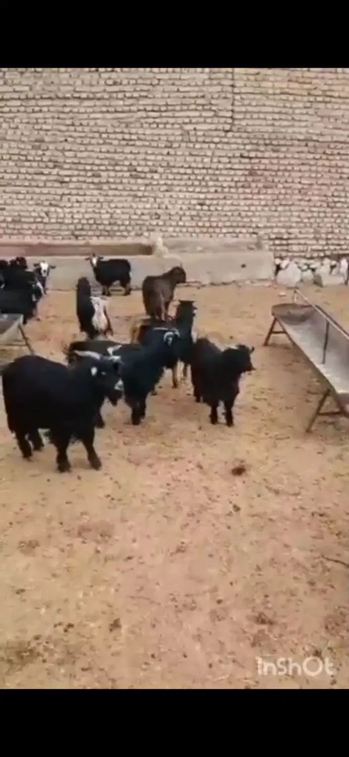 بزغاله (میش بره بز)|حیوانات مزرعه|پاکدشت, پارچین|دیوار