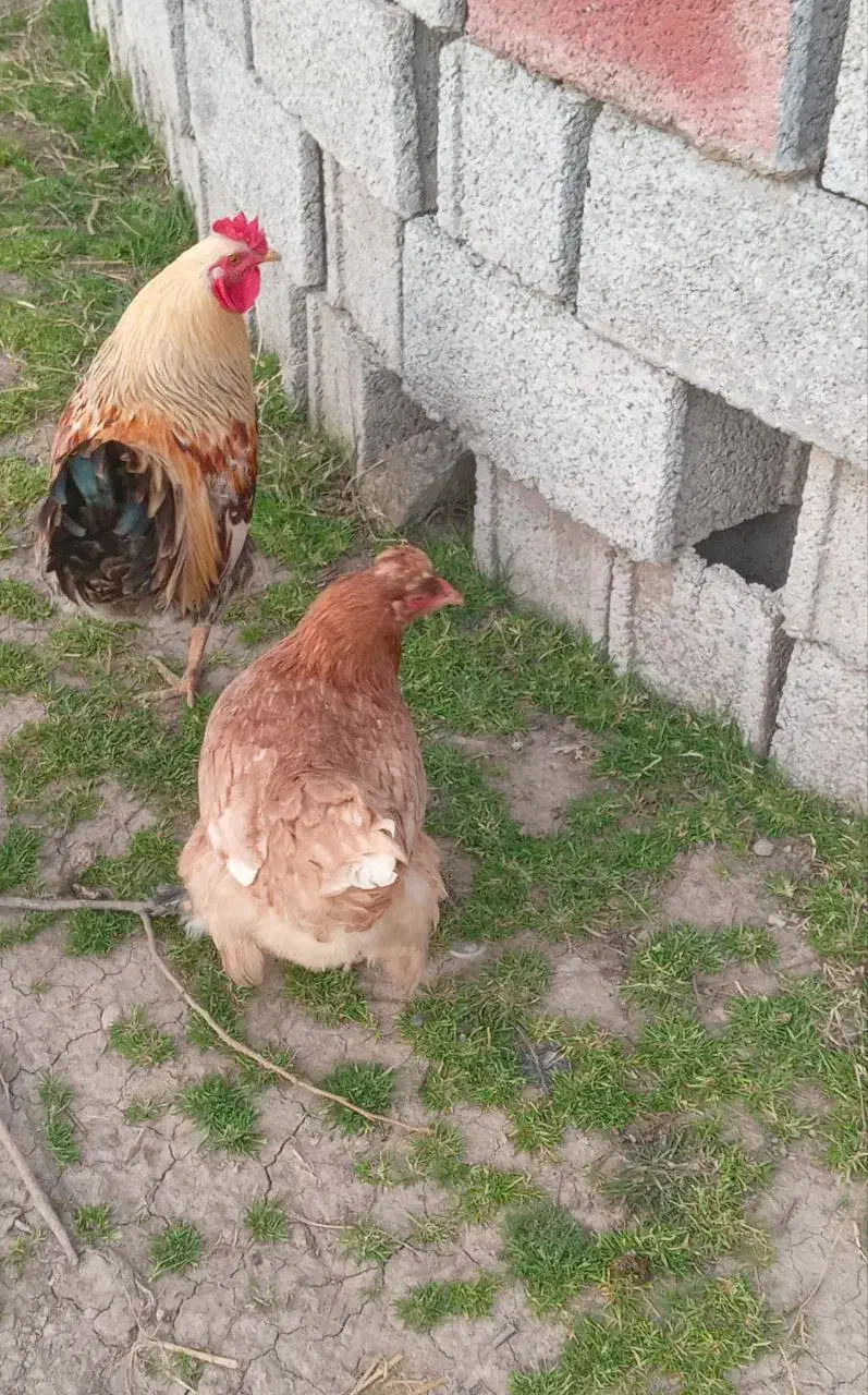 مرغ و خروس|حیوانات مزرعه|رشت, استادسرا|دیوار