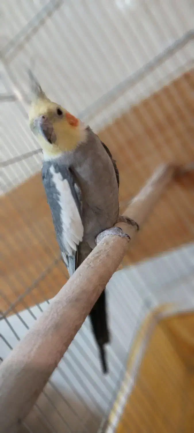 عروس هلندی سخنگو و دستی همراه با قفس و وسایل|پرنده|پیر بکران, |دیوار