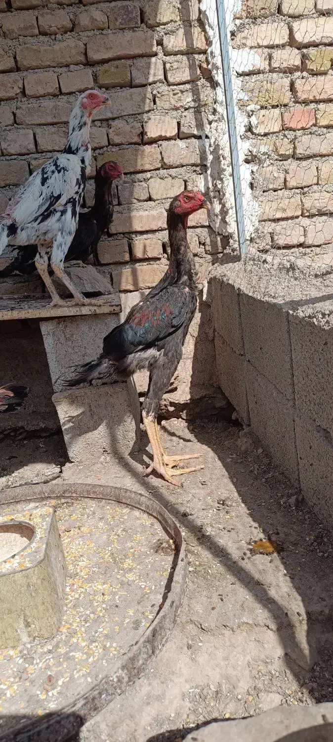 خروس مرغ اوشامو|حیوانات مزرعه|آبیک, |دیوار