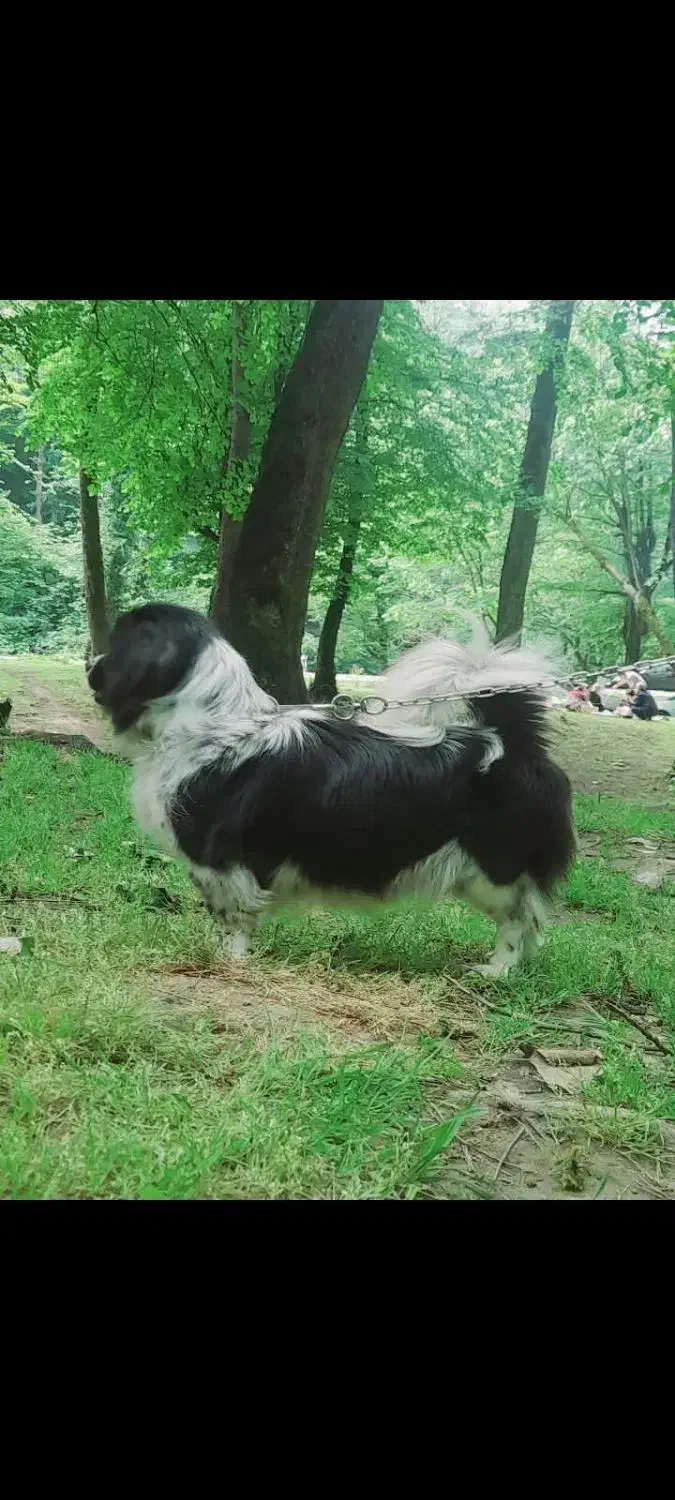 سگ پاکوتاه|سگ|تنکابن, |دیوار