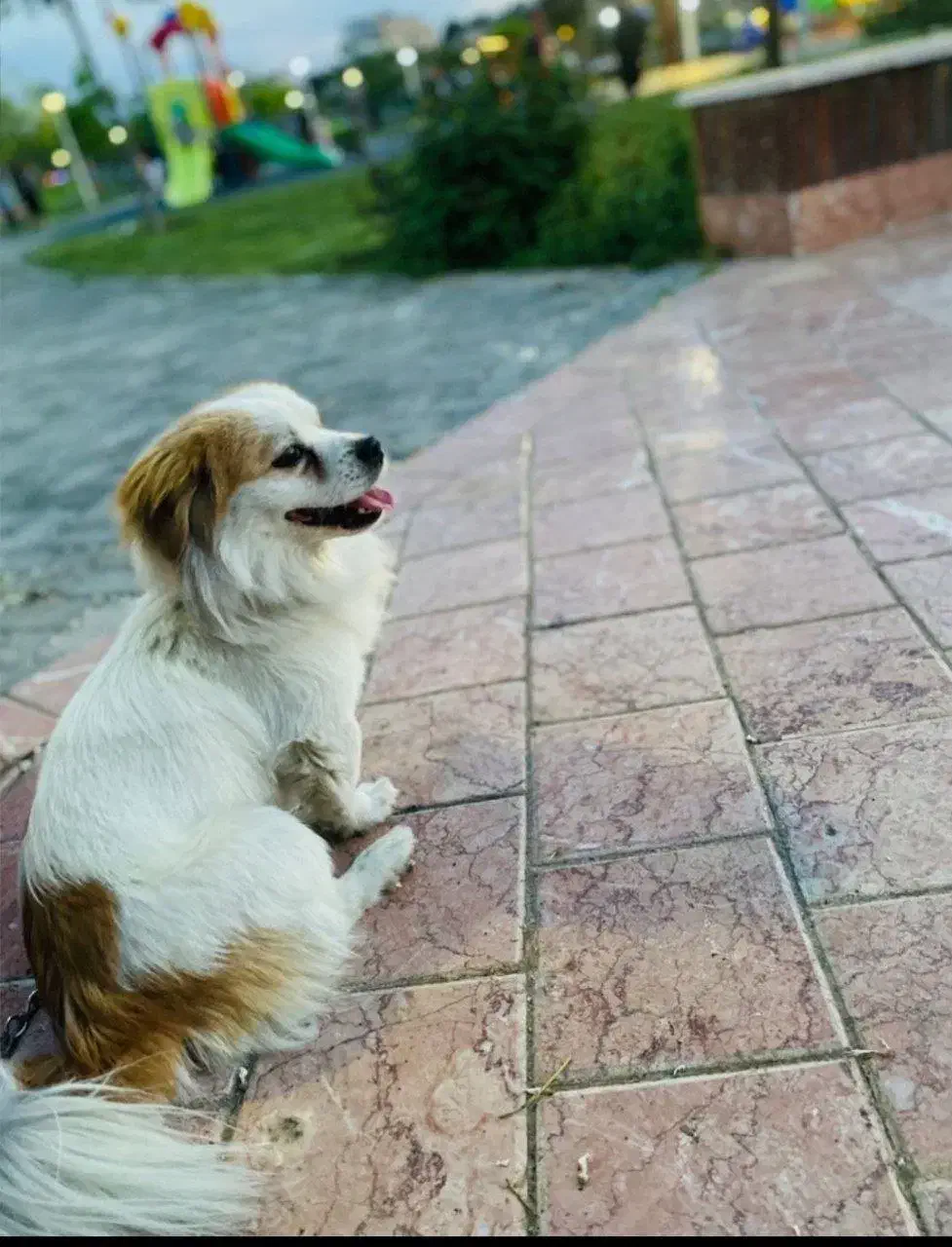 گم شده حیوانات|حیوانات|مشهد, خواجه ربیع|دیوار