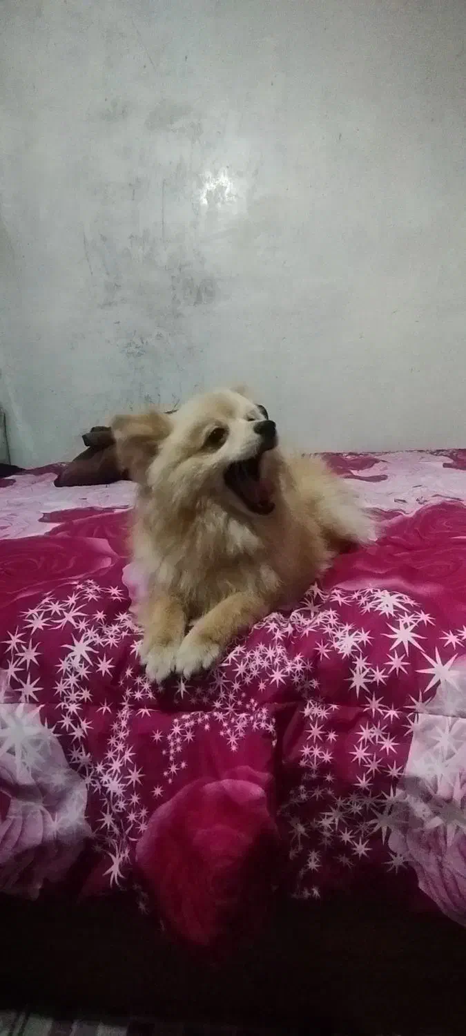 سگ پامر تربیت شده نر|سگ|نسیم‌شهر, |دیوار