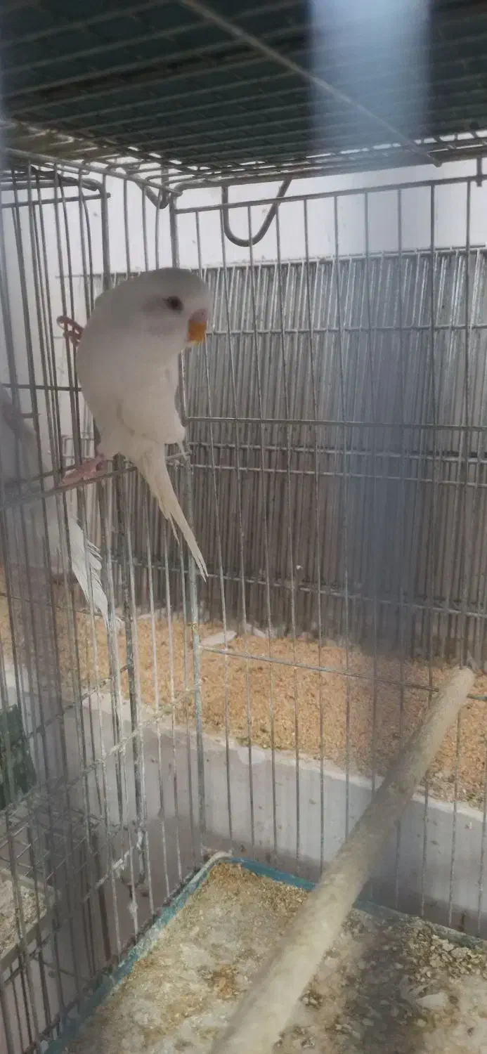 مرغ عشق چشم قرمز نر|پرنده|شهرکرد, |دیوار