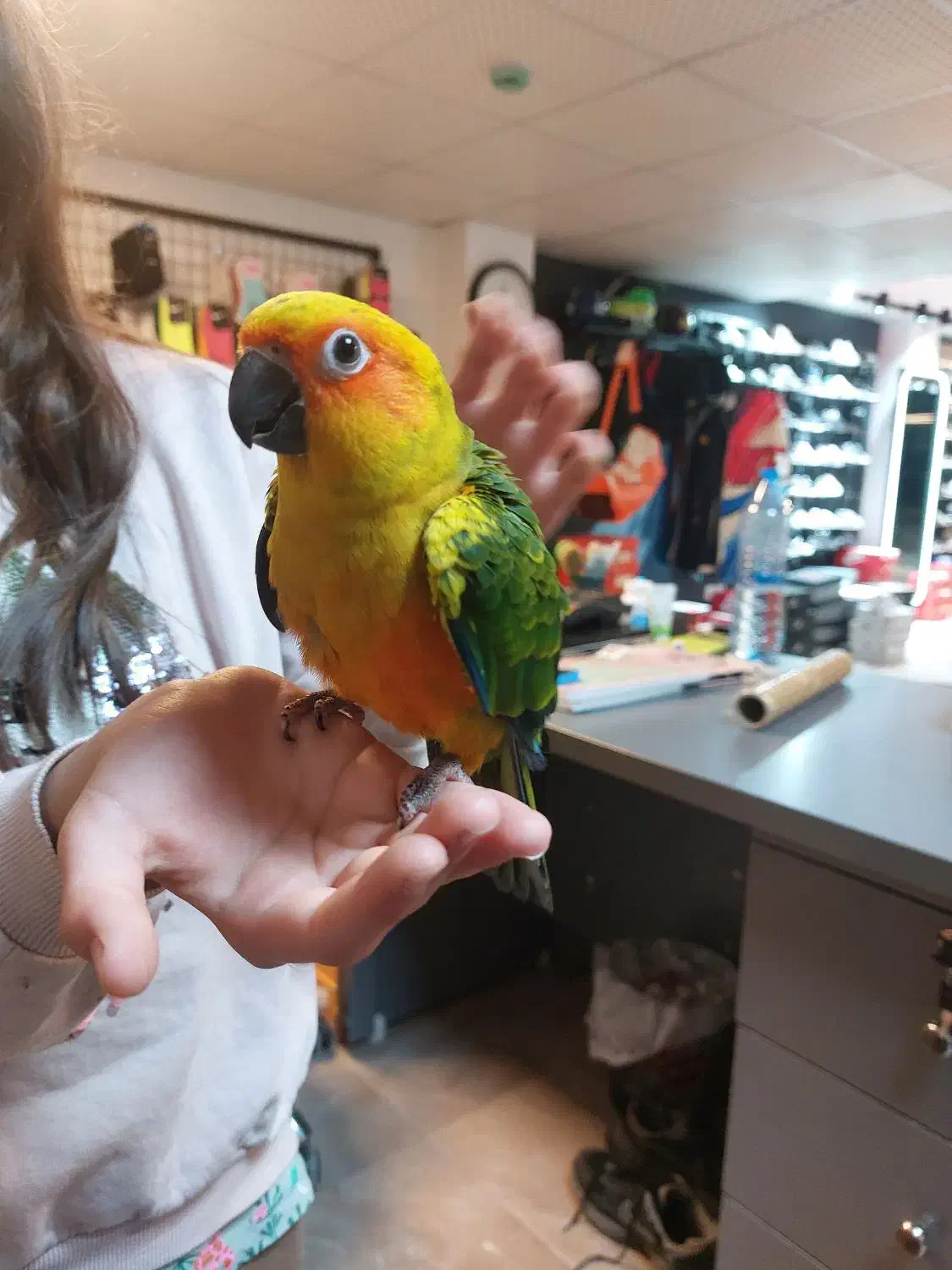 طوطی خورشیدی|پرنده|تهران, یوسفآباد|دیوار