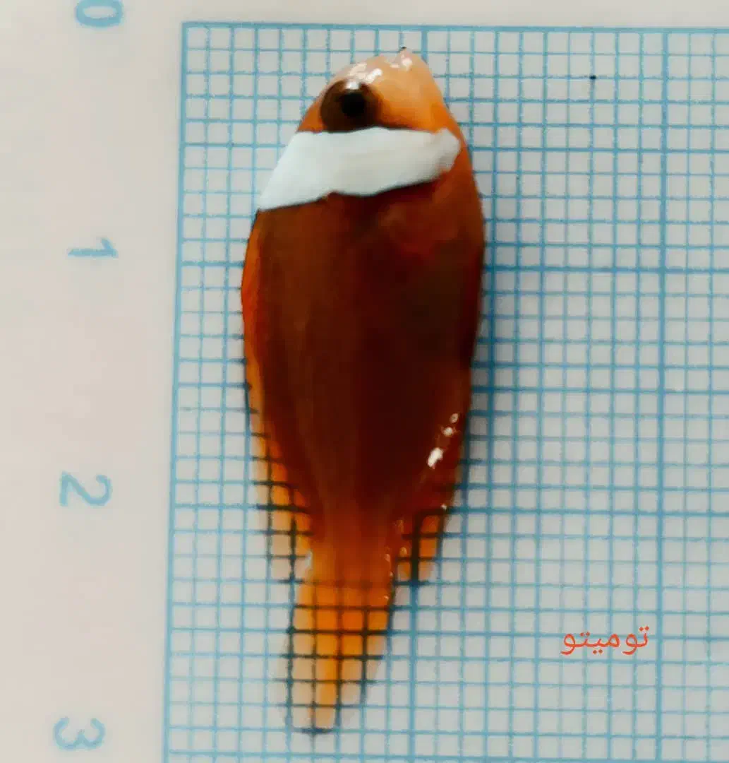 انواع دلقک ماهی آبشور|ماهی|تهران, جوادیه تهرانپارس|دیوار