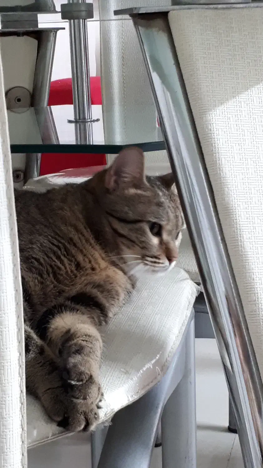 گربه DSH|گربه|تهران, بهداشت|دیوار