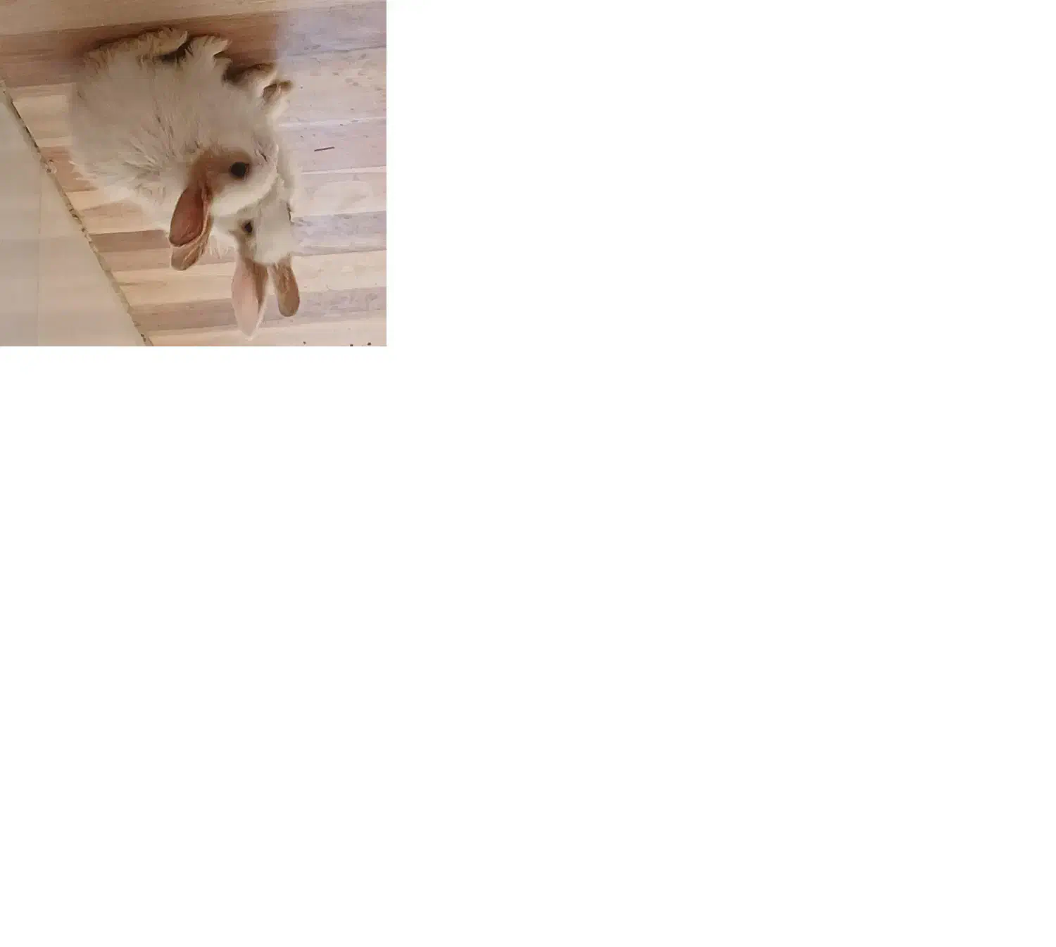 خرگوش|موش و خرگوش|سنندج, |دیوار