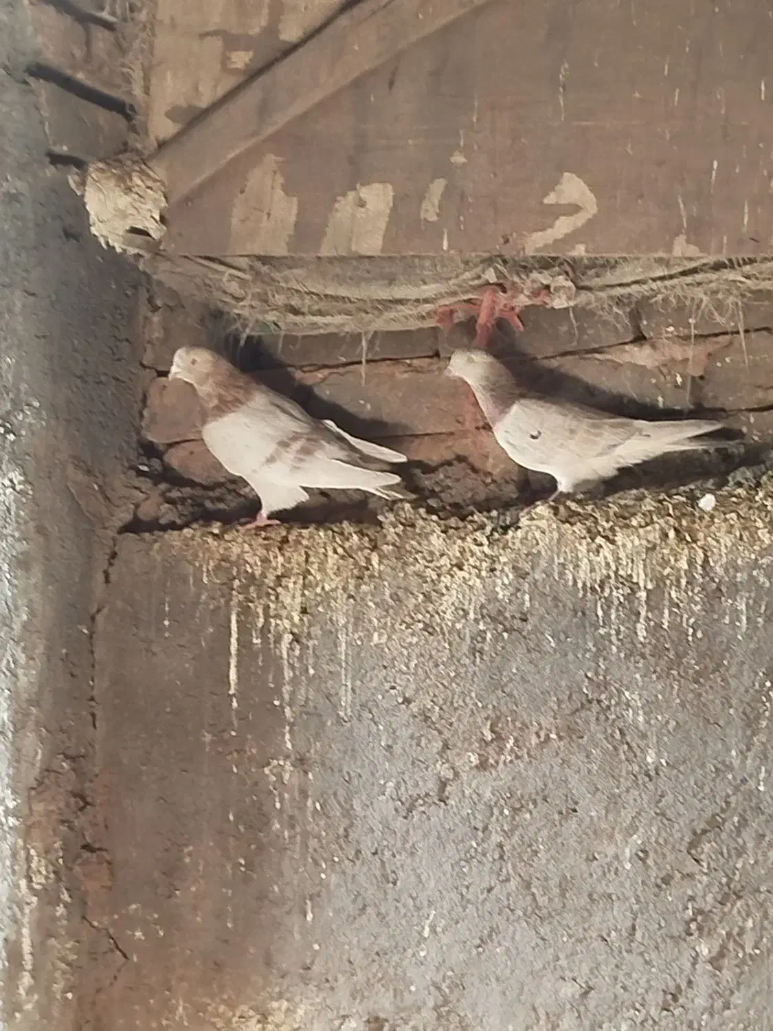 18تا کبوتر پرشی|پرنده|بوئین زهرا, |دیوار