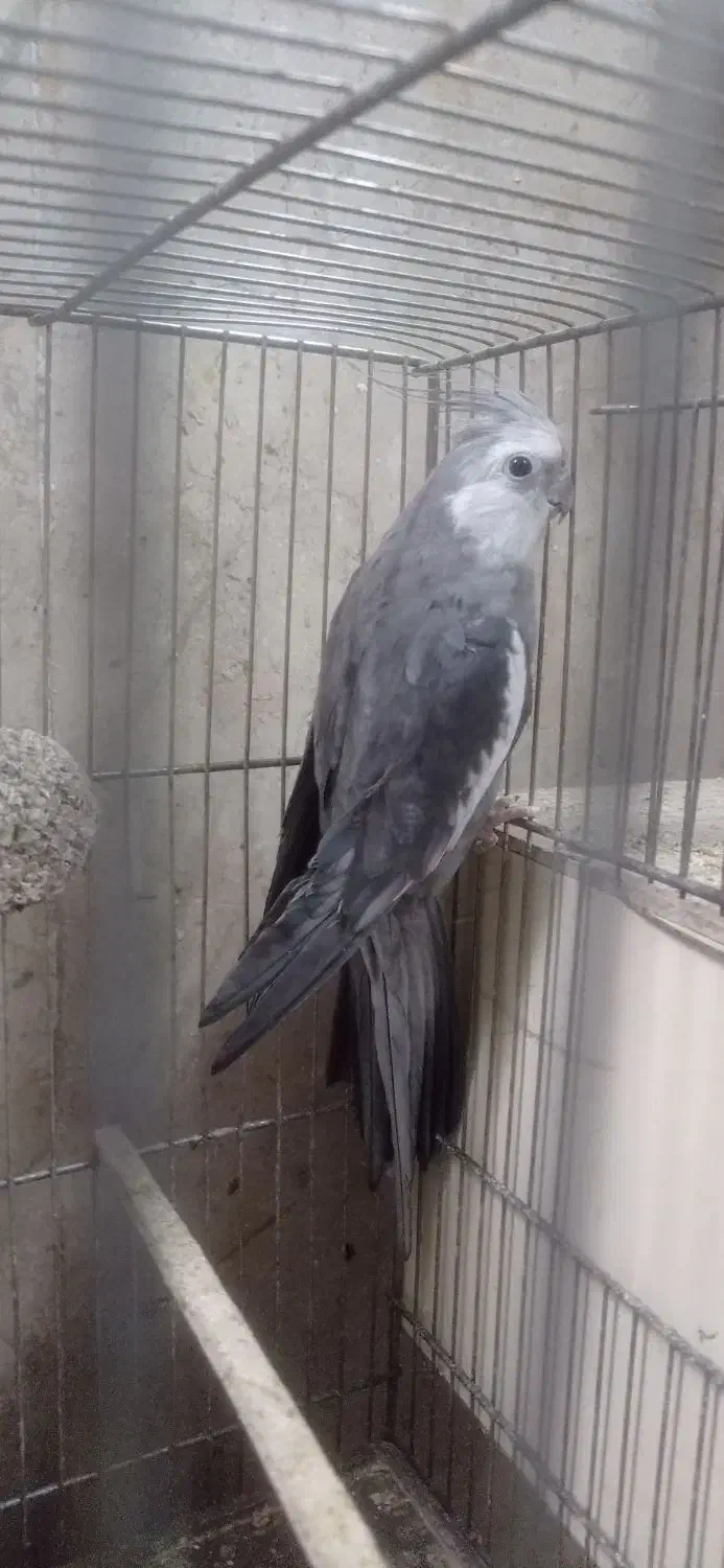 عروس هلندی|پرنده|قم, در بهشت|دیوار