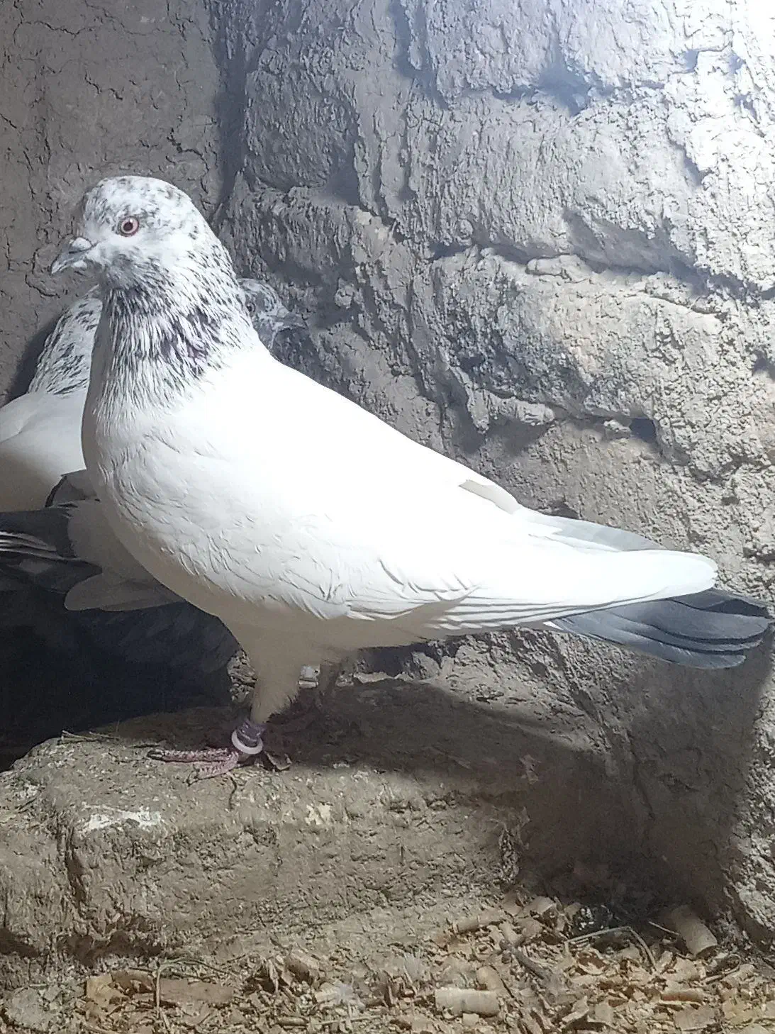 کبوتر|پرنده|مینودشت, |دیوار