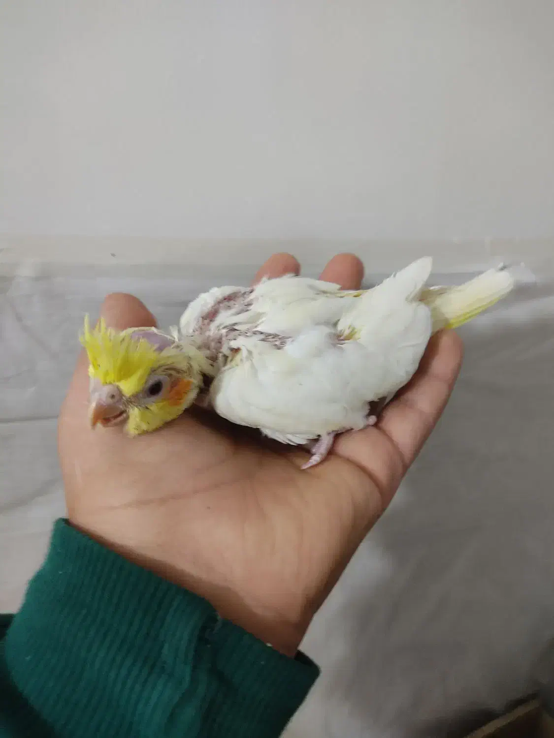 جوجه سرلاکی عروس و گل بسر|پرنده|رامهرمز, |دیوار