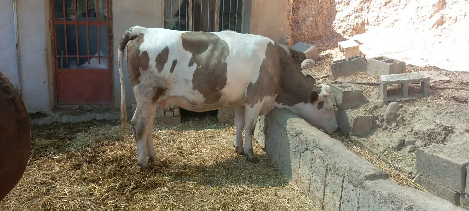 گاو سیمنتال|حیوانات مزرعه|بجنورد, |دیوار