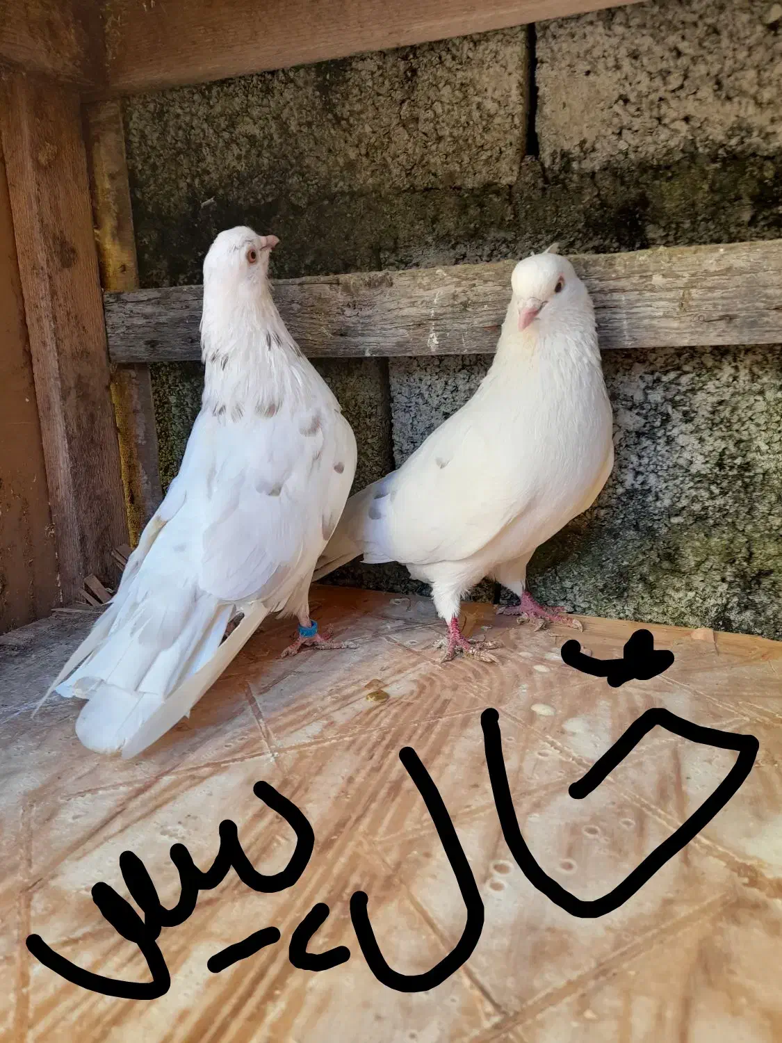 کبوتر کفتر  پرشی|پرنده|رشت, حومه رشت|دیوار