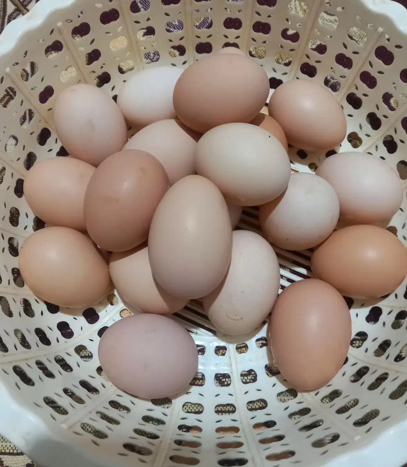 تخم مرغ محلی|خوردنی و آشامیدنی|بجنورد, |دیوار