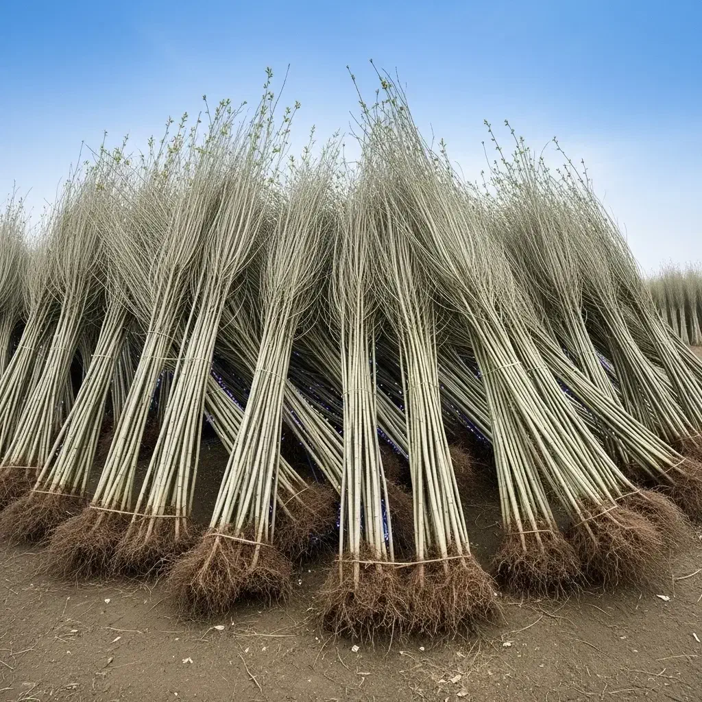 فروش مستقیم نهال کبوده از نهالستان معتبر|عمدهفروشی|خرامه, |دیوار