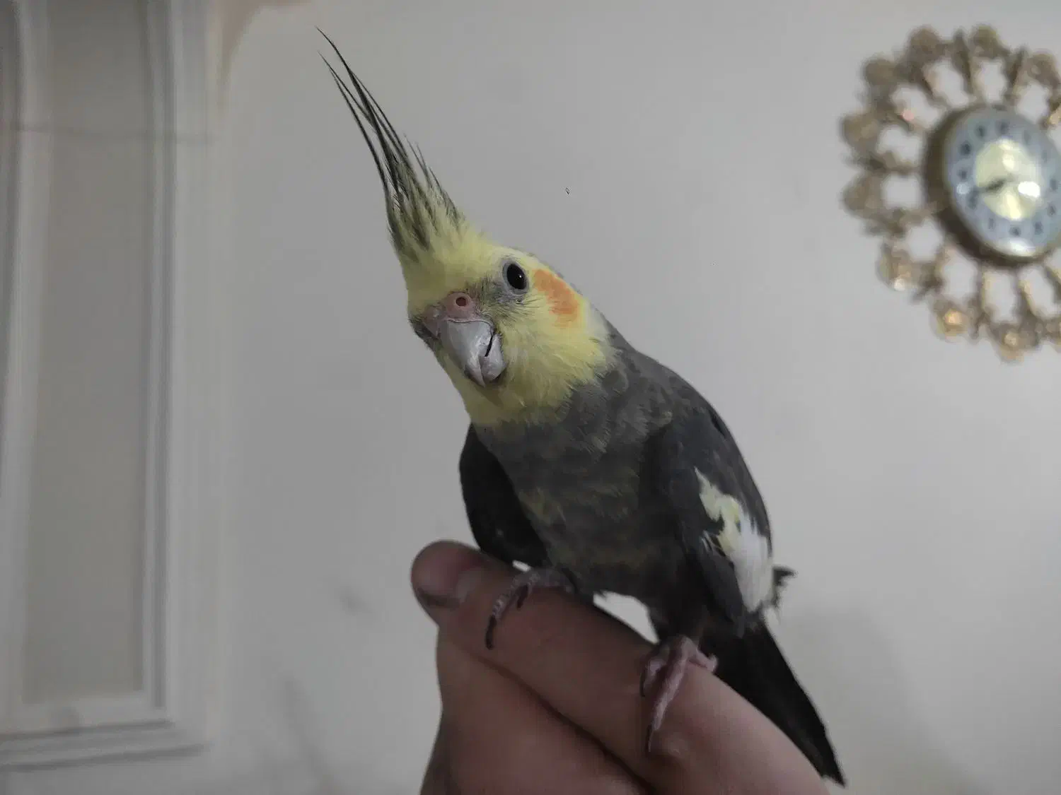 عروس هلندی آواز خون|پرنده|تبریز, |دیوار