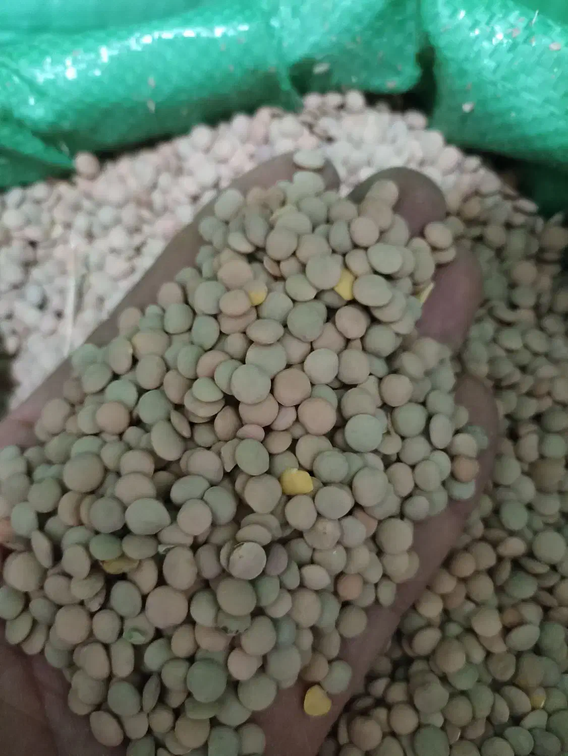 فروش عدس|عمده‌فروشی|بانه, |دیوار