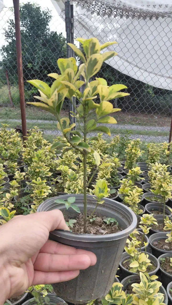 گل شمشاد طلایی|گل مصنوعی|خرم‌آباد (تنکابن), |دیوار