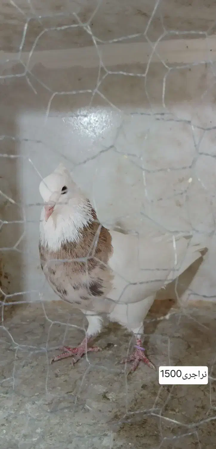 کبوتر طوقی،،سرور|پرنده|شهریار, شهرک بهاران (ویره)|دیوار