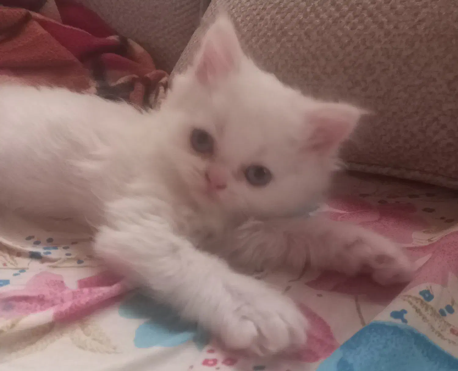 گربه بریتیش|گربه|رشت, استادسرا|دیوار