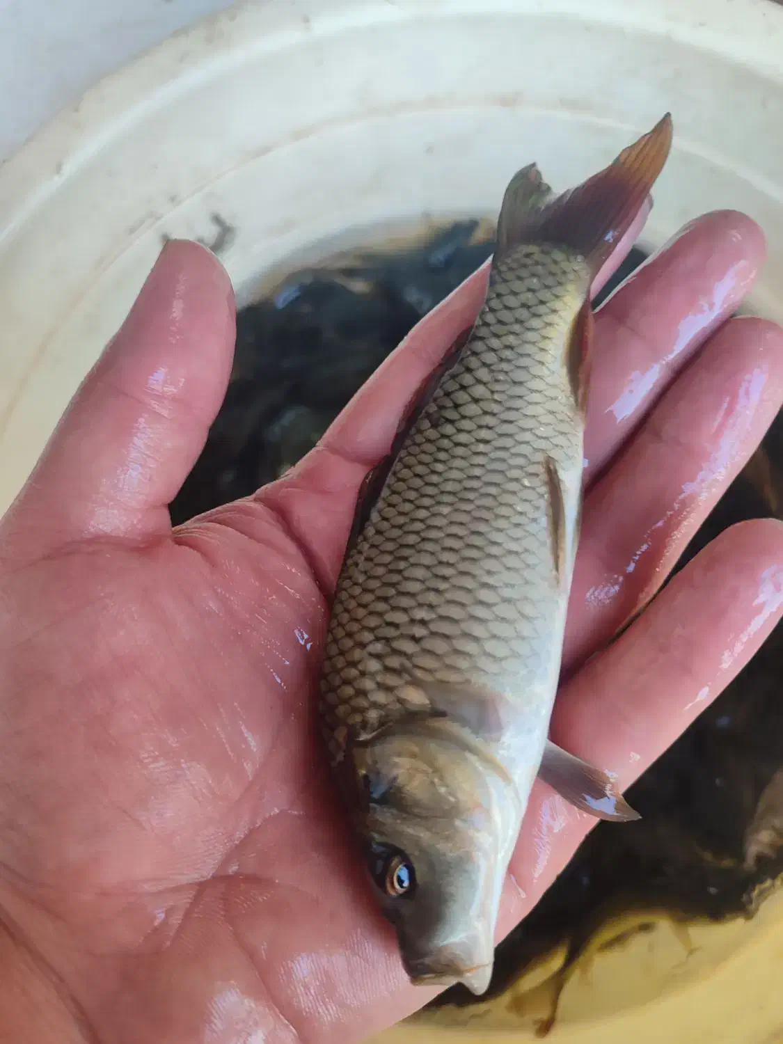 ماهی پرورشی رضایی|ماهی|قزوین, |دیوار