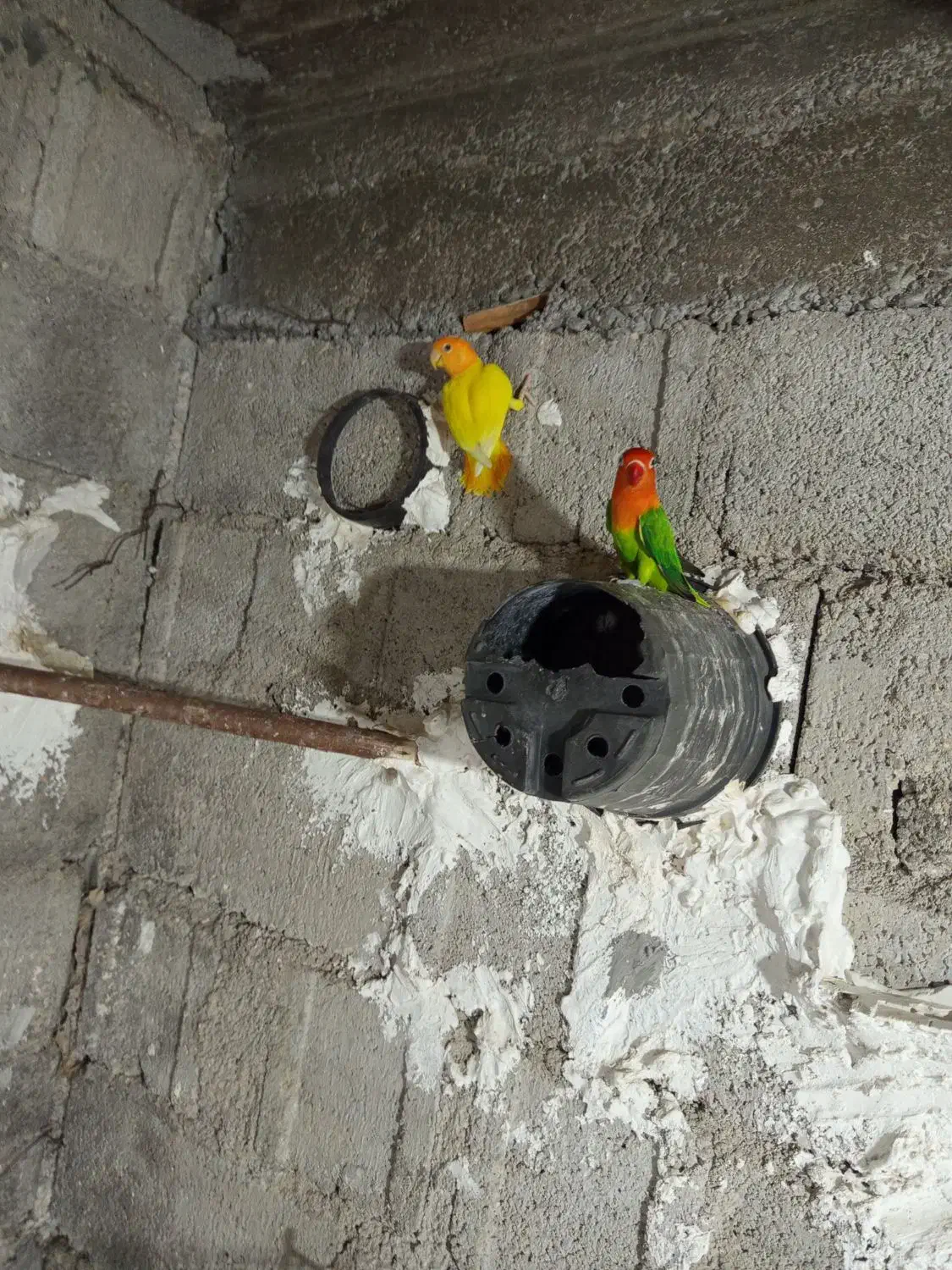 فروش طوطی برزیلی|پرنده|جم, |دیوار