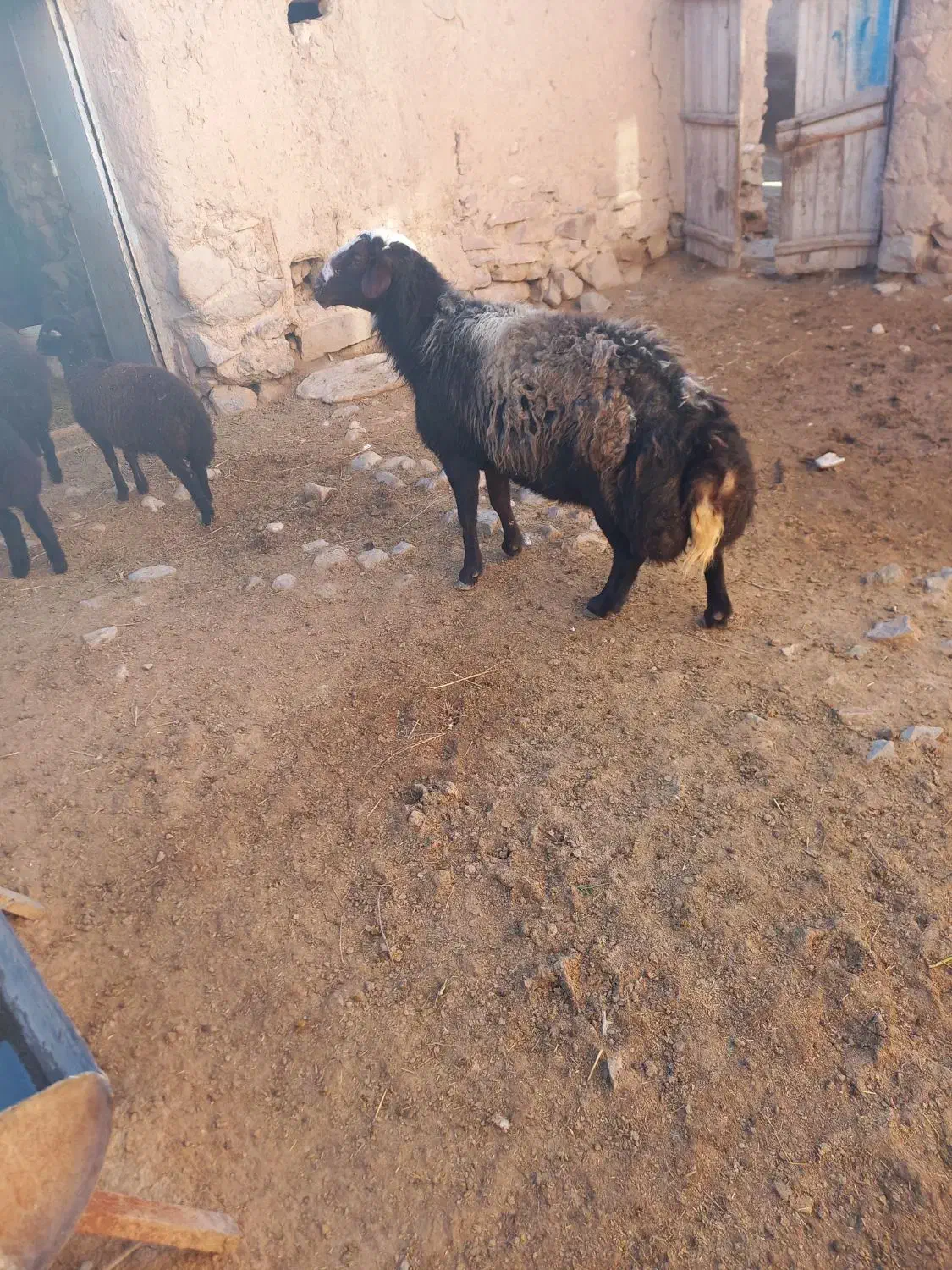 فروشی|حیوانات مزرعه|سرولایت, |دیوار