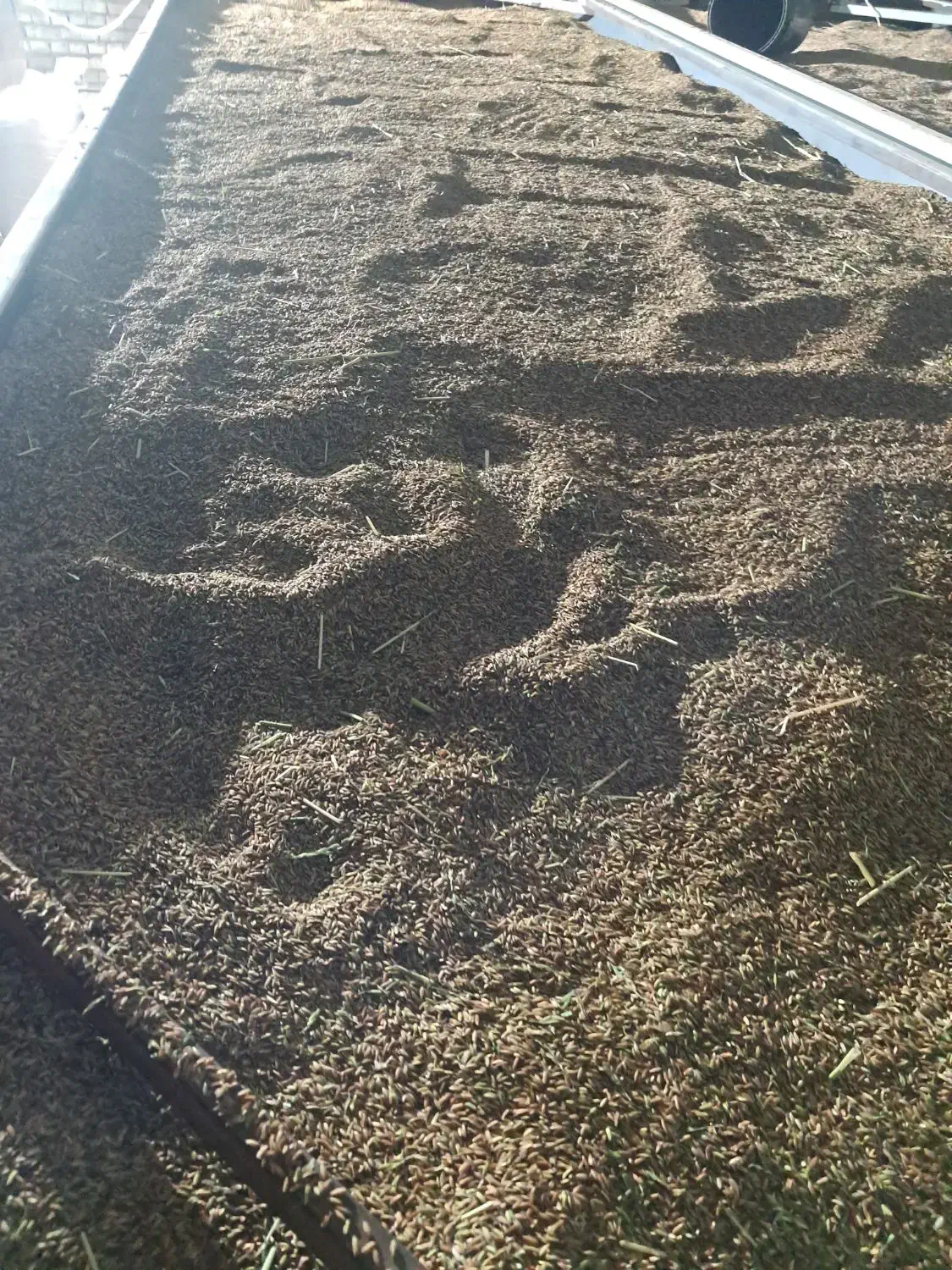 فروش شلتوک درجه یک|خوردنی و آشامیدنی|اهواز, دغاغله|دیوار