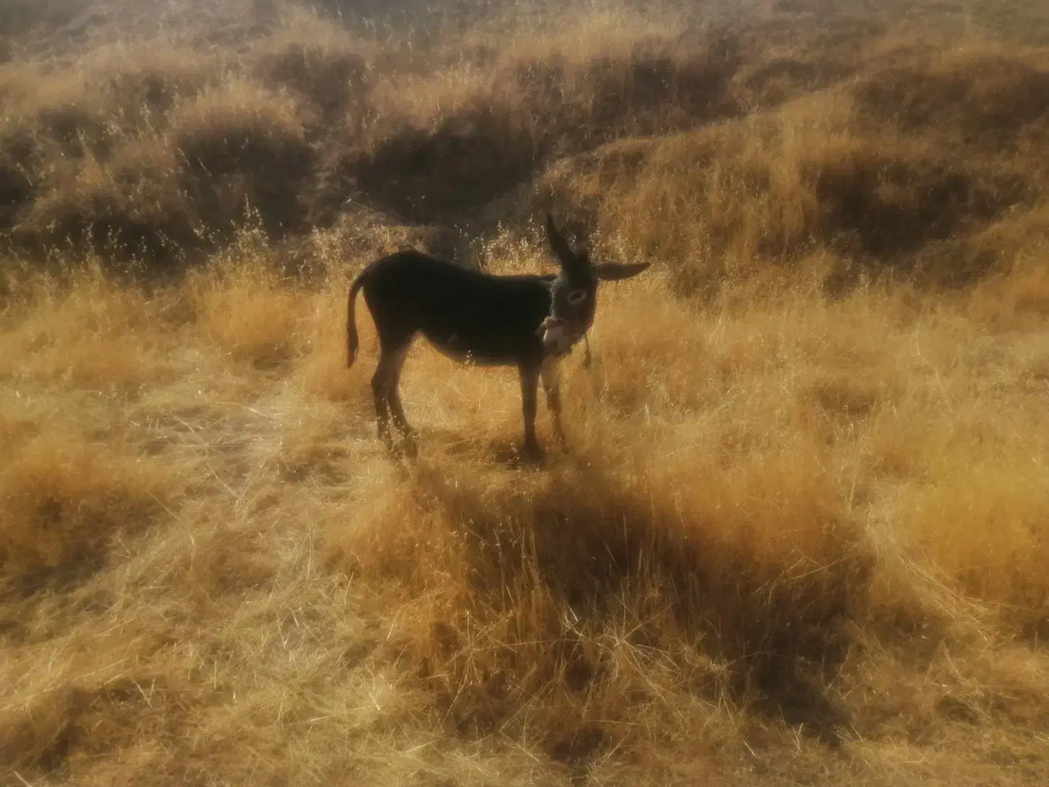 الاغ|حیوانات مزرعه|ایلام, |دیوار