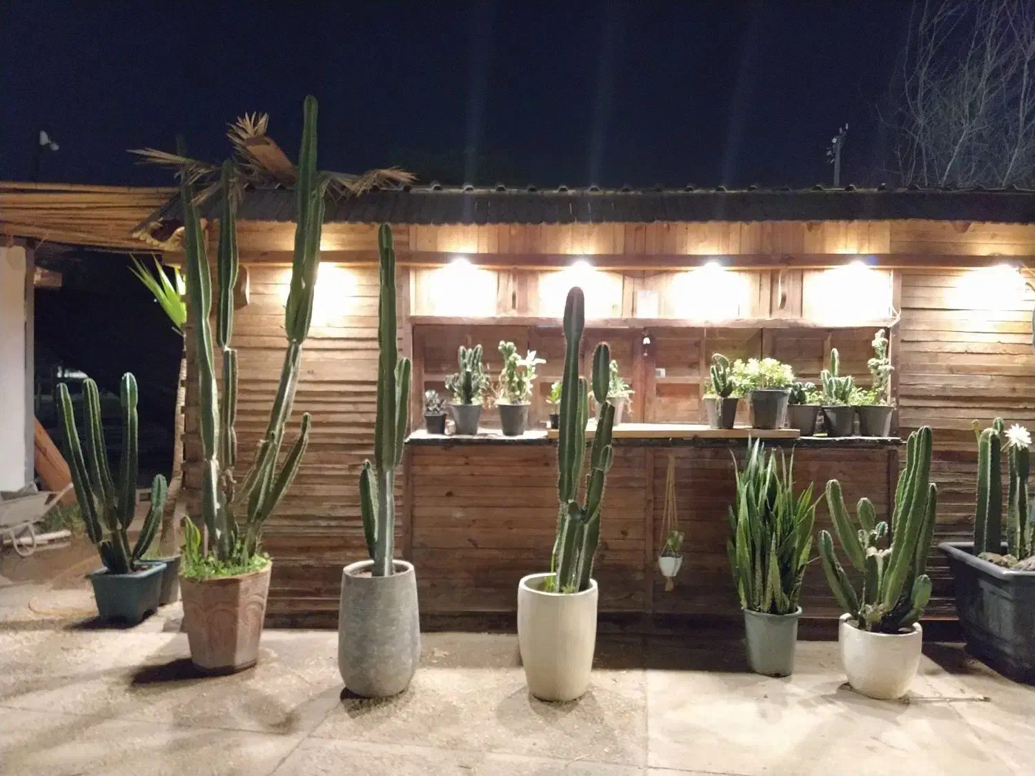 انواع گیاهان مقاوم به آب و هوای جزیره|گل و گیاه طبیعی|قشم, |دیوار