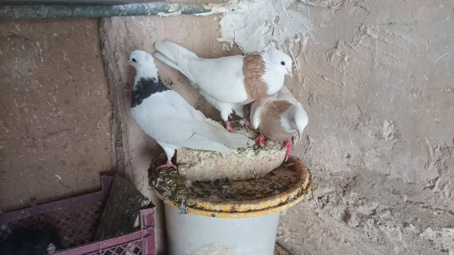 طوقی|پرنده|ماهدشت, |دیوار