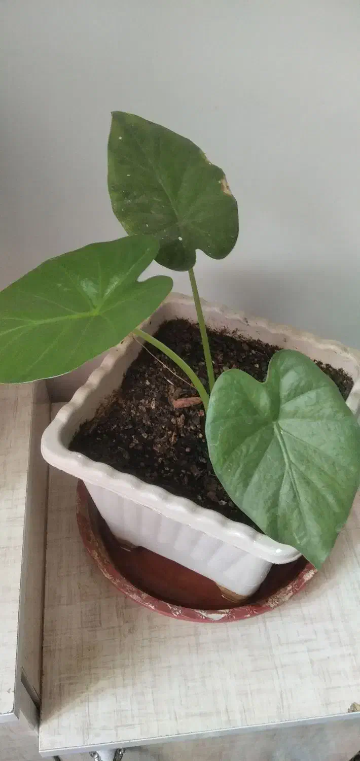 گل های طبیعی|گل و گیاه طبیعی|الشتر, |دیوار