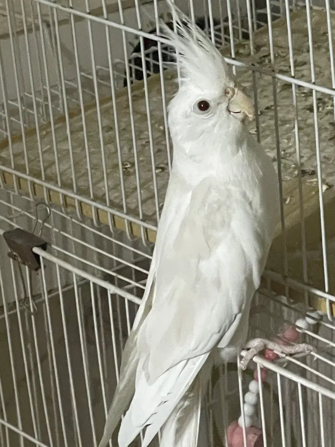 عروس هلندی|پرده، رانر، رومیزی|مشهد, شفا|دیوار