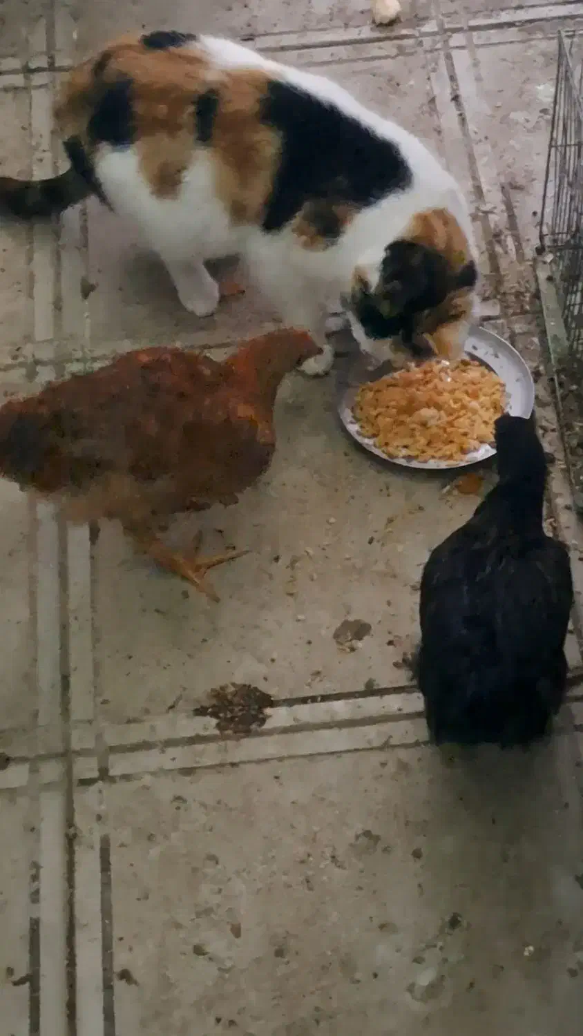 گربه خانگی...گمشده|حیوانات|قائن, |دیوار