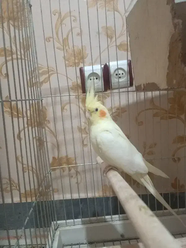 عروس هلندی نر و ماده با سه عدد جوجه|پرنده|قرچک, مهدیه|دیوار