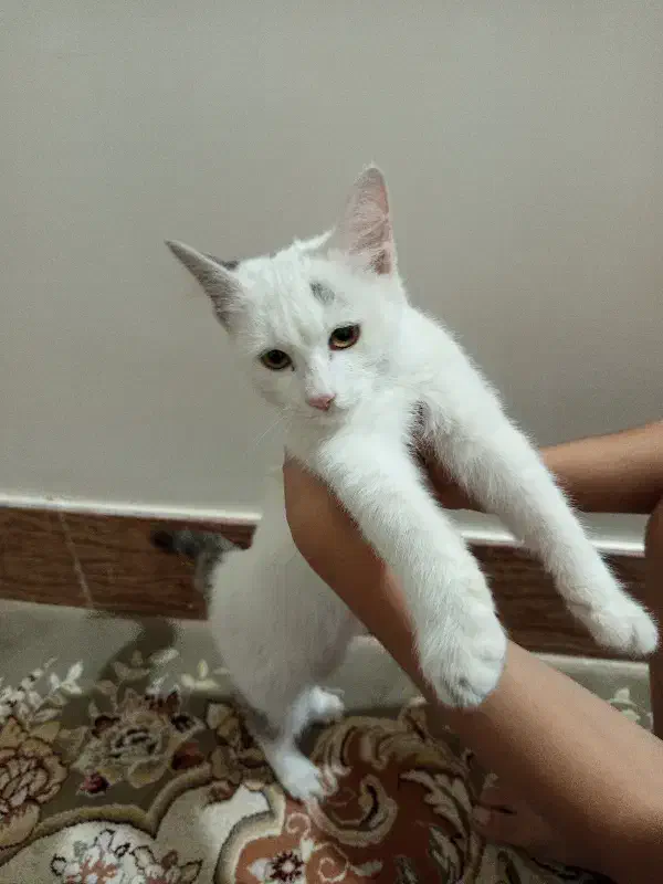 گربه خونگی پیدا شده .واگذاری رایگان|گربه|کلاله, |دیوار