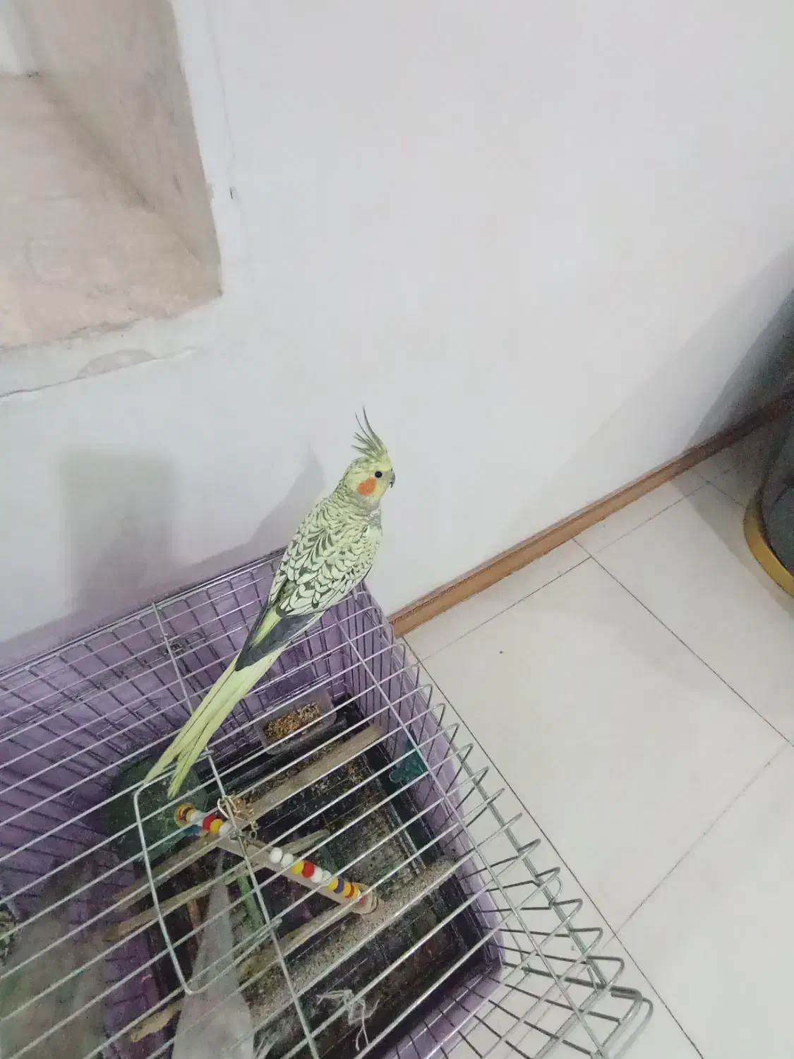 عروس هلندی مرواریدی|پرنده|قرچک, مهدیه|دیوار