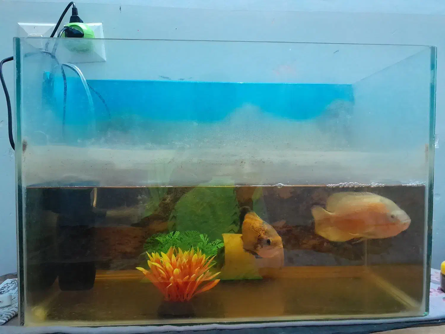 آکواریوم|ماهی|مینودشت, |دیوار