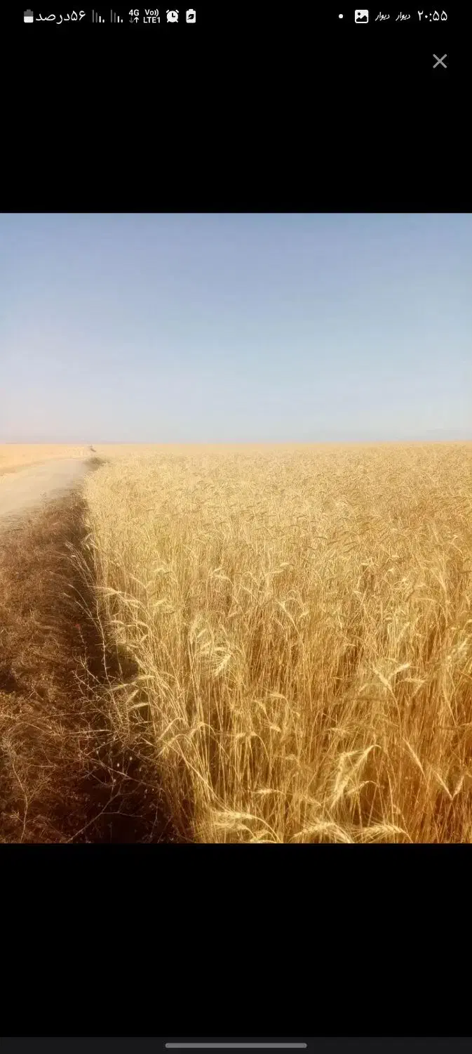 کُلش|لوازم جانبی حیوانات|فامنین, |دیوار