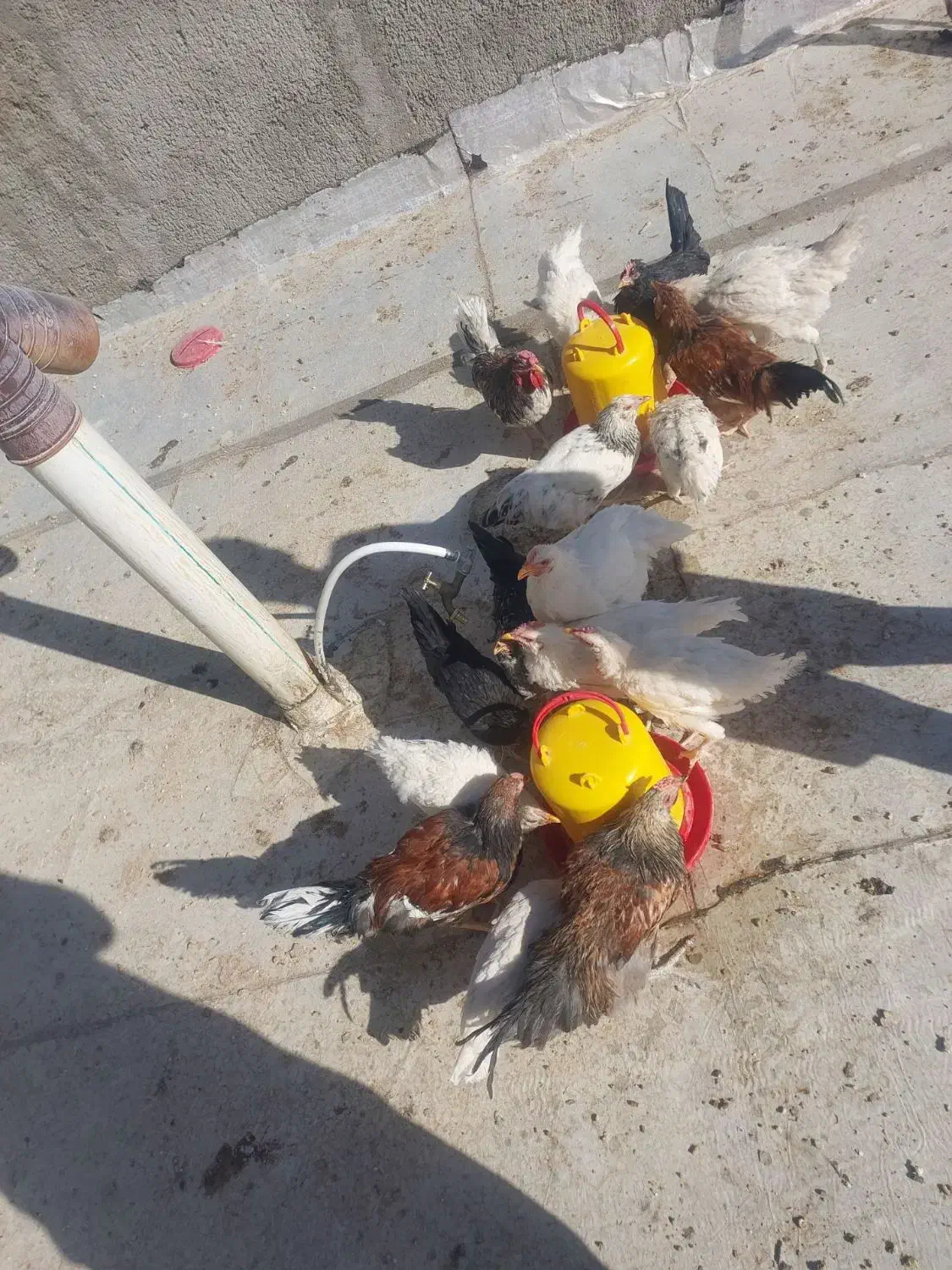 فروش سه خروس گلین|حیوانات مزرعه|شهرضا, |دیوار