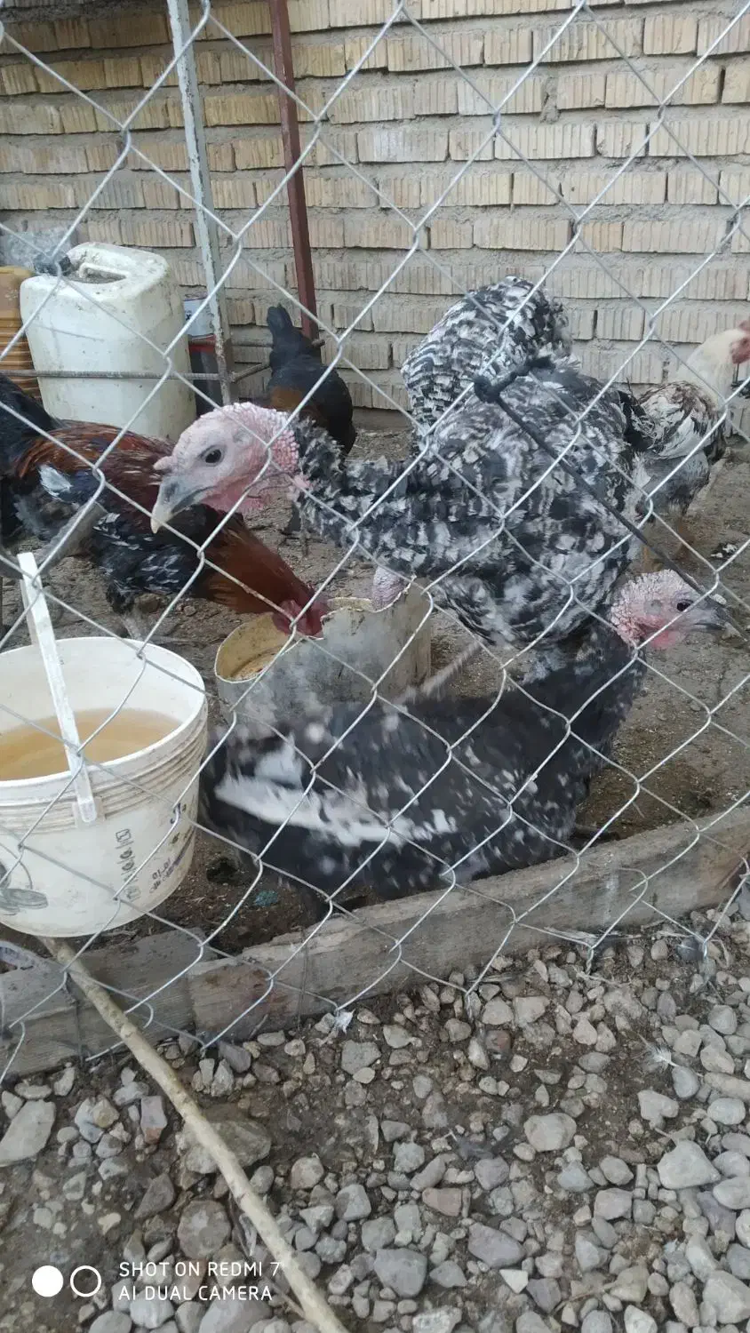 بوقلمون خروس محلی|حیوانات مزرعه|ارژن, |دیوار