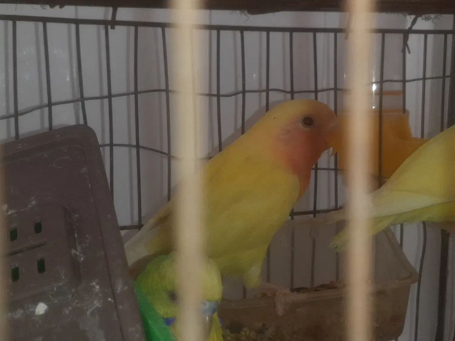 طوطی برزیلی|پرنده|بوئین زهرا, |دیوار