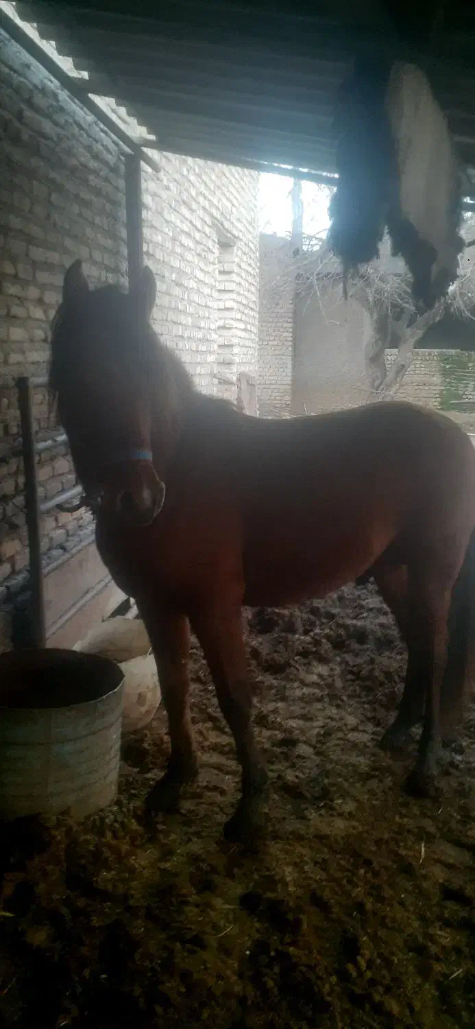 اسب|اسب و تجهیزات اسبسواری|گرگان, |دیوار