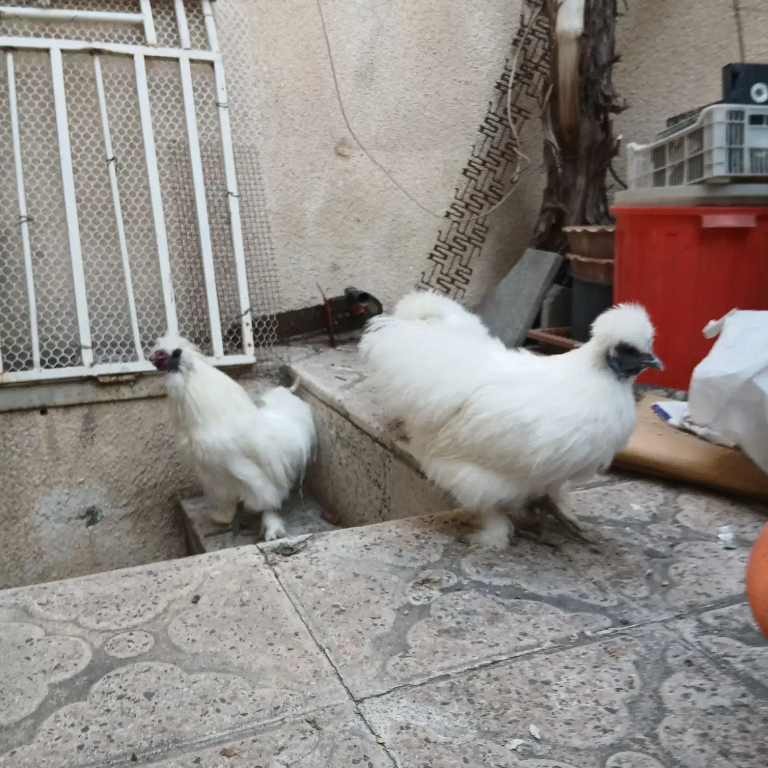 مرغ خروس ابریشمی و جوجه|حیوانات مزرعه|تبریز, |دیوار