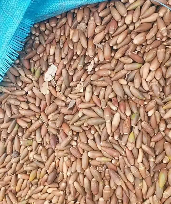 فروش بلوط|لوازم جانبی حیوانات|شیراز, گویم|دیوار